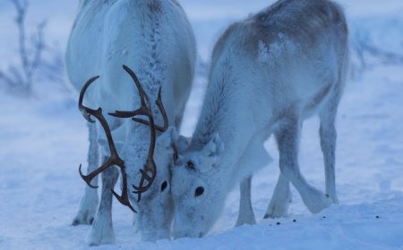 Reindeer can sleep while they chew