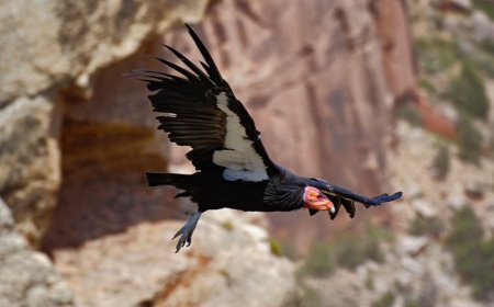 The Endangered Species Act is turning 50. Has it succeeded?