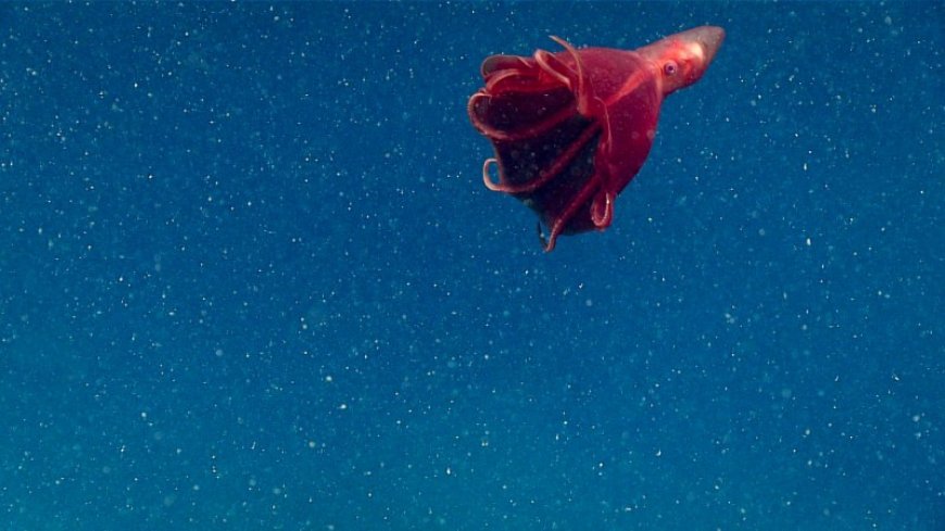 Invisible comet tails of mucus slow sinking flakes of ‘marine snow’