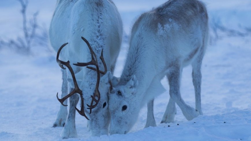 Reindeer can sleep while they chew