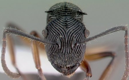 Ant face patterns like swirls and stubble might have practical value