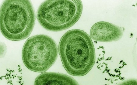 Bacteria fossils hold the oldest signs of machinery needed for photosynthesis