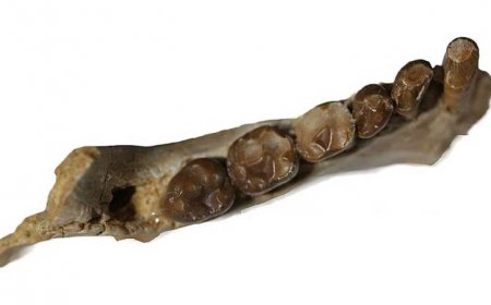 Ancient primates’ unchipped teeth hint that they ate mostly fruit