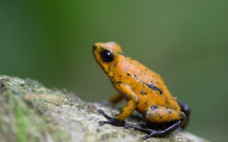 Here’s how poison dart frogs safely hoard toxins in their skin