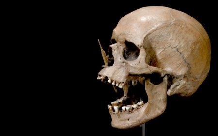 How ancient herders rewrote northern Europeans’ genetic story