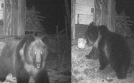 Rare Tibetan brown bear sighted in Sikkim, pics shared on social media