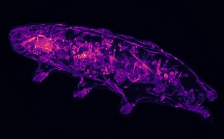 Here’s how tardigrades go into suspended animation