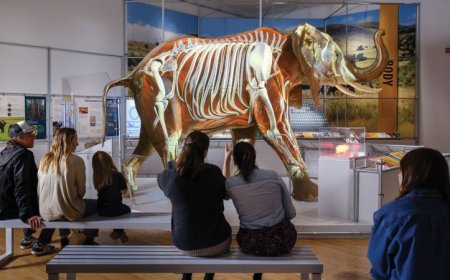 A new exhibit invites you into the ‘Secret World of Elephants’