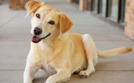 Some mysteries remain about why dogs wag their tails