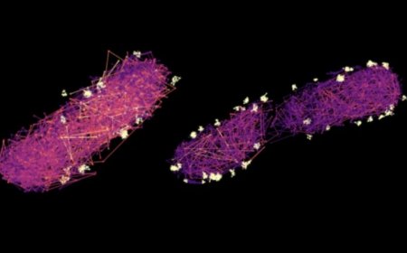 How disease-causing microbes load their tiny syringes to prep an attack