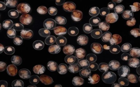 These snails give live birth, and it’s the babies that may do the labor