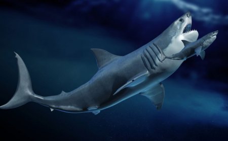 Megalodon, the largest shark ever, may have been a long, slender giant
