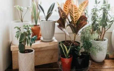 Careless Whispers: Scientists discover that plants can 'talk' to each other using smells