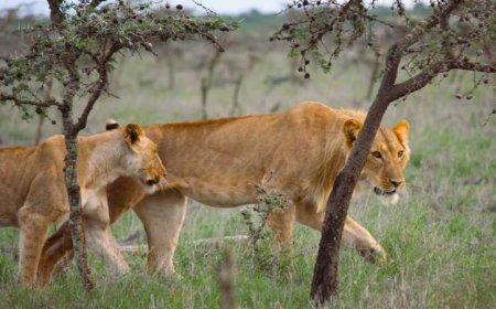 How an invasive ant changed a lion’s dinner menu