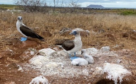 A bird flu outbreak is sweeping the globe. Its long-term effects are unclear