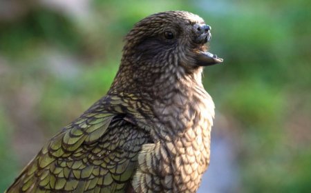 What parrots can teach us about human intelligence