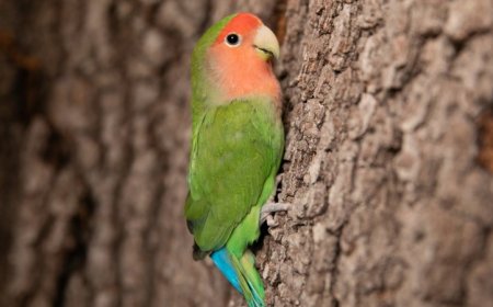 Parrots can move along thin branches using ‘beakiation’