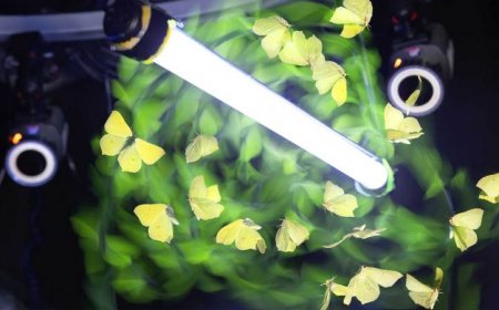 Insects flocking to artificial lights may not know which way is up