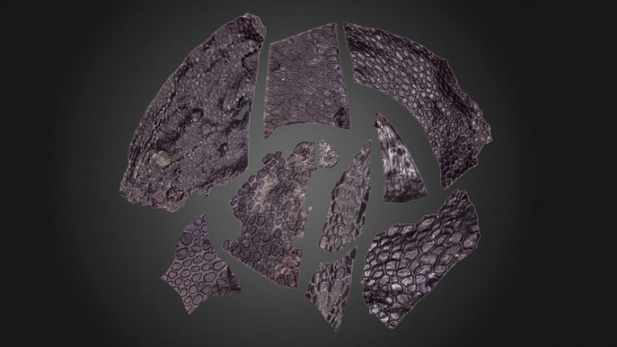 The oldest known fossilized skin shows how life adapted to land