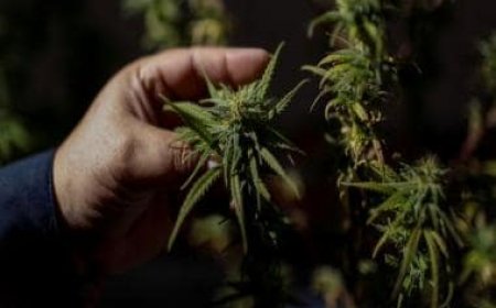 Two years after legalising it, Thailand set to ban recreational cannabis use