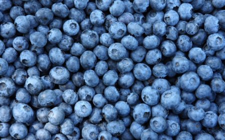 Here’s why blueberries are blue