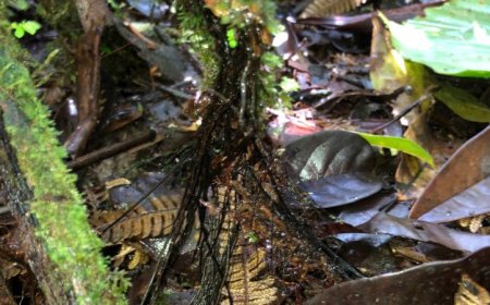 This weird fern is the first known plant that turns its dead leaves into new roots