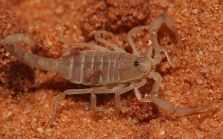 The first known scorpion to live with ants carries mini hitchhikers