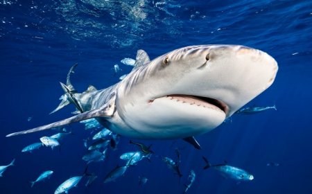 Here’s how many shark bites there were in 2023