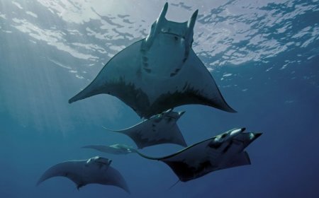 Migratory fish species are in drastic decline, a new UN report details