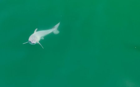 Does this drone image show a newborn white shark? Experts aren’t sure