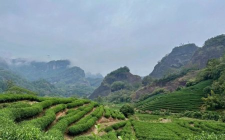 Mixing up root microbes can boost tea’s flavor