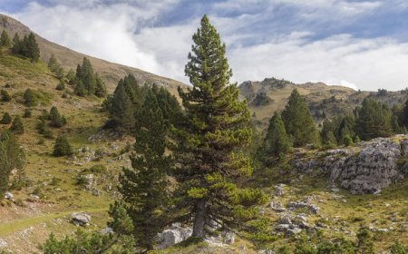 Ancient trees’ gnarled, twisted shapes provide irreplaceable habitats
