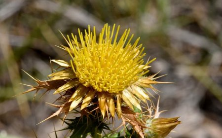 On hot summer days, this thistle is somehow cool to the touch