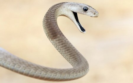 Snake venom toxins can be neutralized by a new synthetic antibody