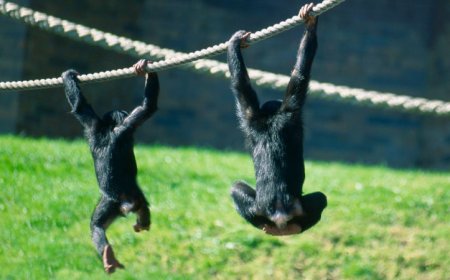 A genetic parasite may explain why humans and other apes lack tails