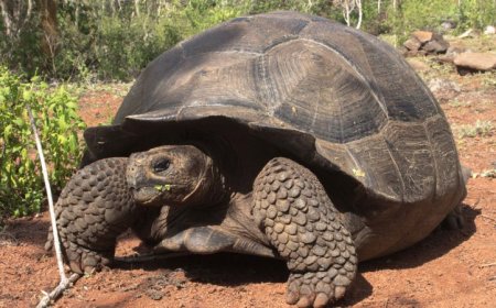 Giant tortoise migration in the Galápagos may be stymied by invasive trees