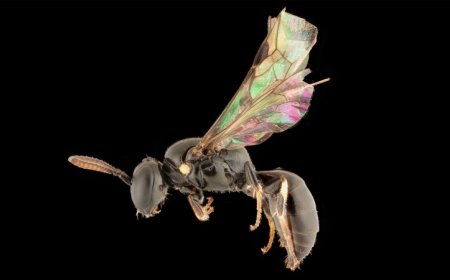 A decades-old mystery has been solved with the help of newfound bee species