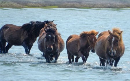 Male mammals aren’t always bigger than females
