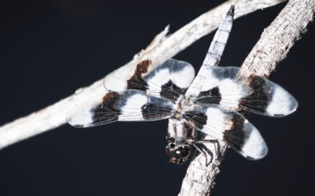 Male dragonflies’ wax coats might protect them against a warming climate