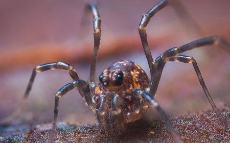 Daddy longlegs look like they have two eyes. That doesn’t count the hidden ones