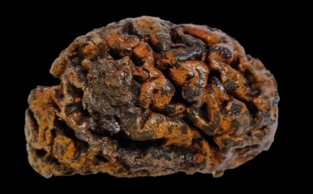 Human brains found at archaeological sites are surprisingly well-preserved