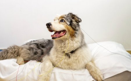 Dogs know words for their favorite toys