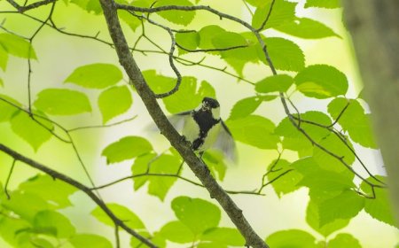 By fluttering its wings, this bird uses body language to tell its mate ‘after you’