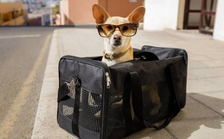 United Airlines viral video: 'No way that's a real service dog'