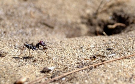 Here’s how magnetic fields shape desert ants’ brains
