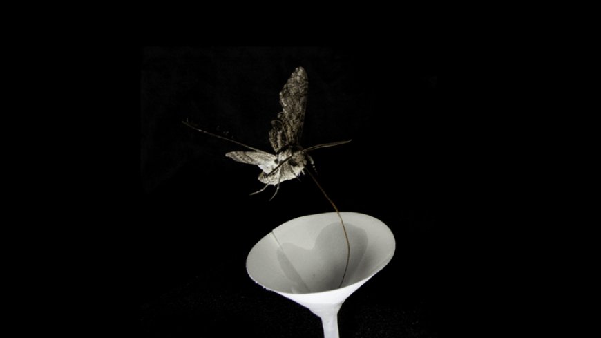 How air pollution may make it harder for pollinators to find flowers