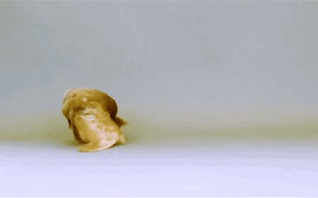 Here’s why some pigeons do backflips