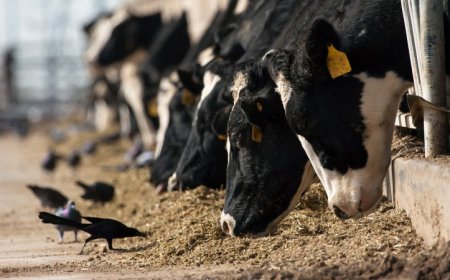 Bird flu has infected a person after spreading to cows. Here’s what to know