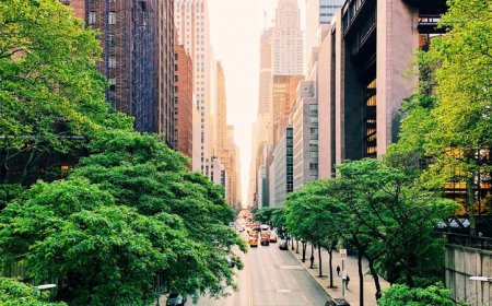 Heat waves cause more illness and death in U.S. cities with fewer trees