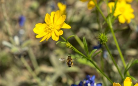 Flowers may be big antennas for bees’ electrical signals